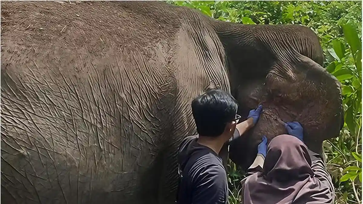 BBKSDA Riau Rawat Gajah Betina Berusia 60 Tahun, Kondisinya Membaik Meski Fungsi Organ Menurun - Tribunpekanbaru.com