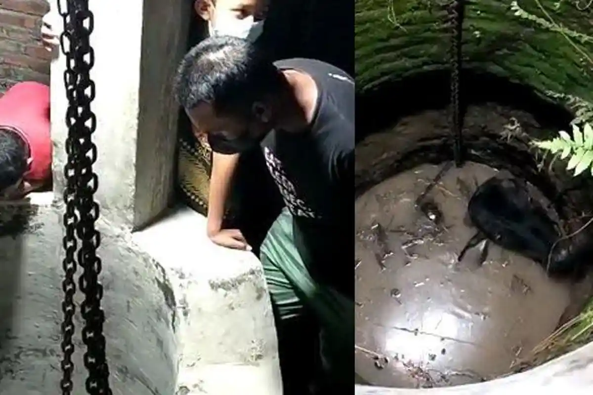 Sapi Kurban Mengamuk hingga Masuk Dalam Sumur