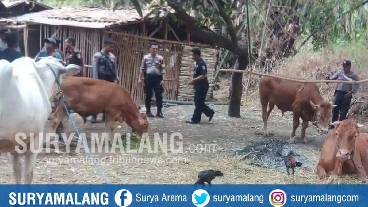 Kejari Situbondo Sita 15 Ekor Sapi Hasil Korupsi Bantuan Ternak Pemprov Jatim
