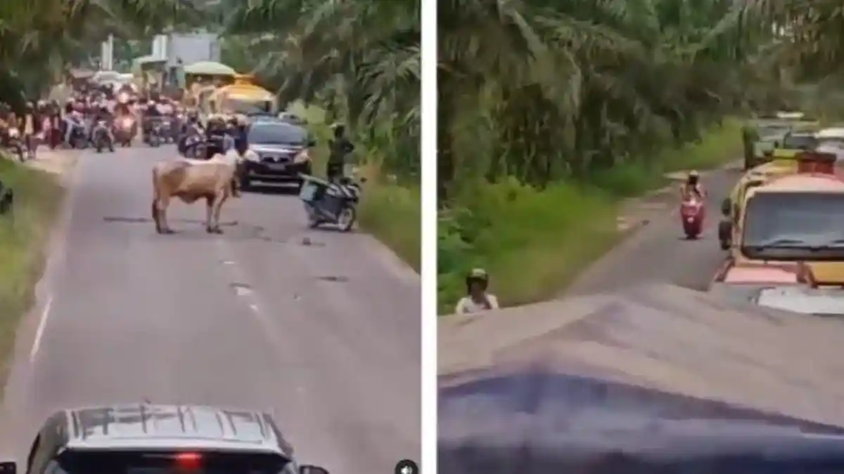 Viral Video Sapi Halangi Pemudik hingga Bikin Kemacetan Panjang ...