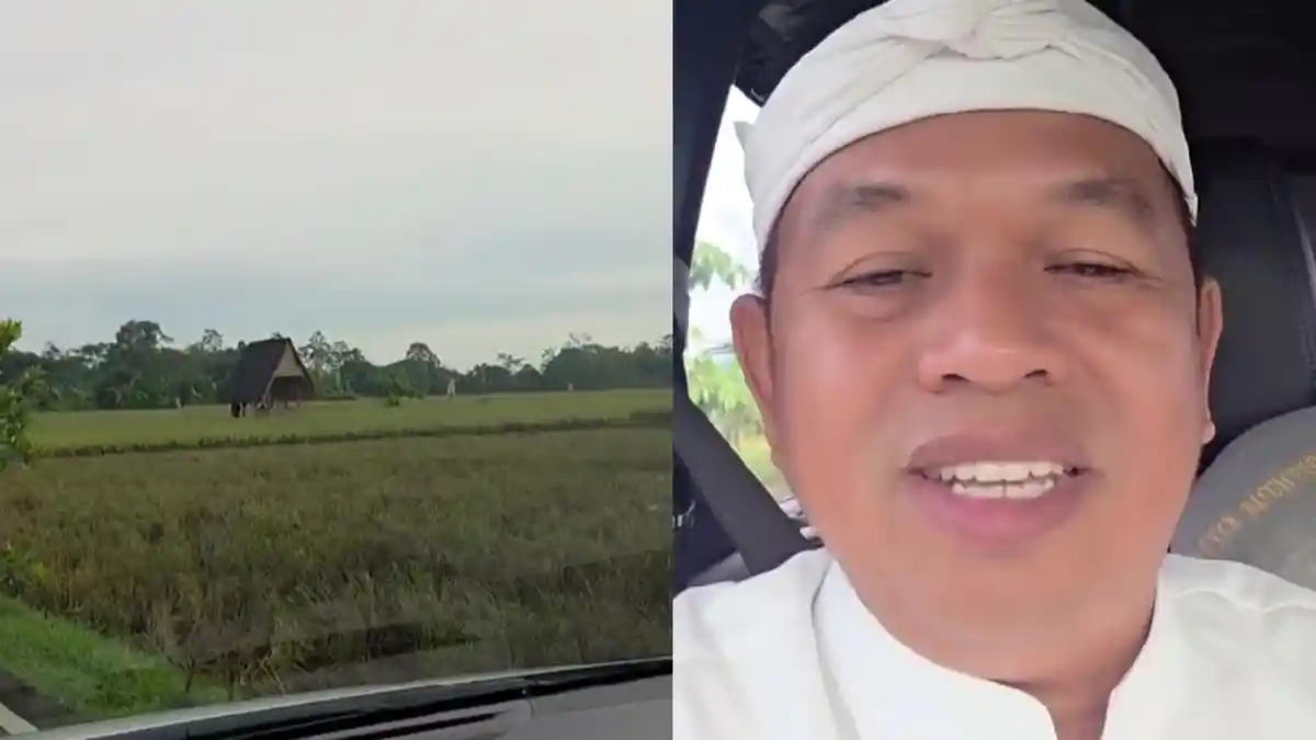 Kembali ke Lembur Pakuan, Dedi Mulyadi Tunggu Bobibos: Jerami-jeraminya Siap Diolah