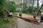 Lalu Lintas Ruteng ke Borong Kembali Normal, Tim Brimob Evakuasi Pohon Tumbang