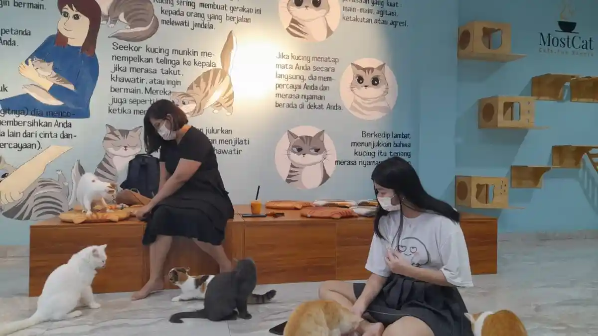 MostCat Cafe Tempat Nongkrong di Batam Sambil Bermain dengan Kucing