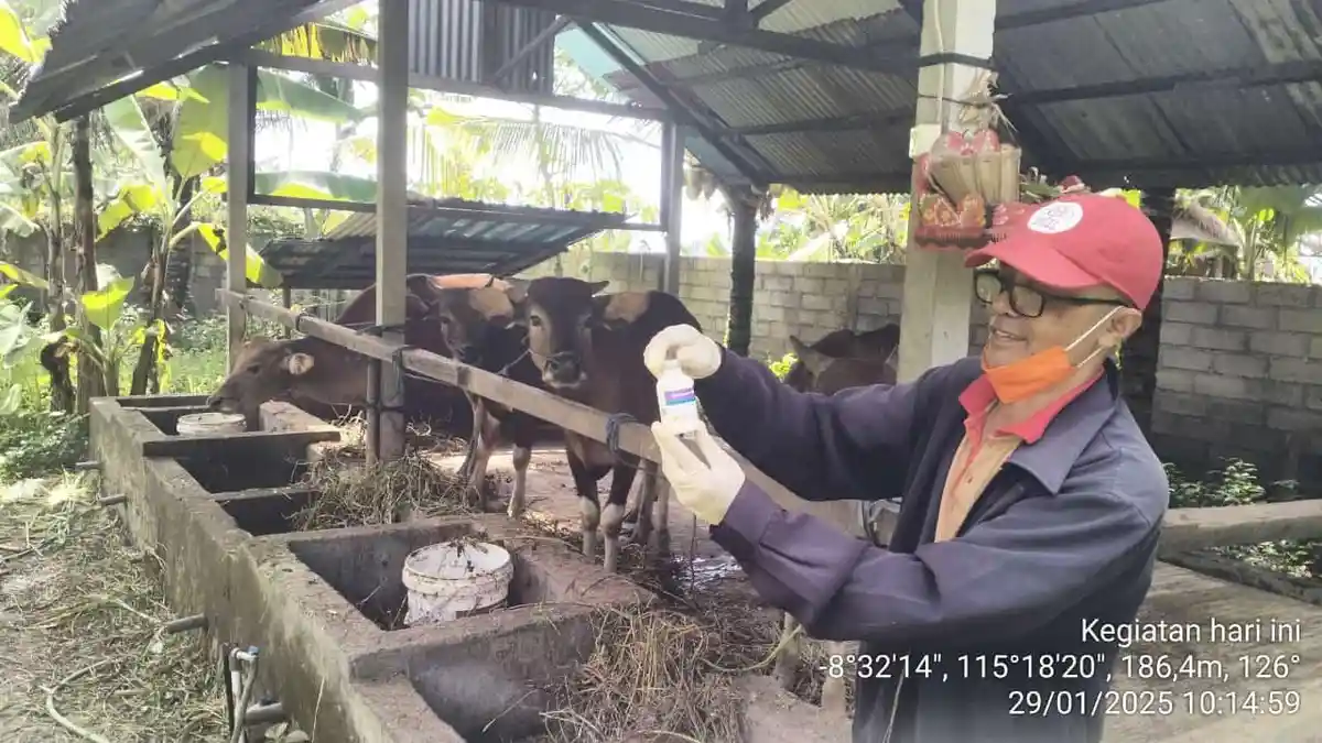 Kerja Keras Distanak Gianyar Tuntaskan Vaksin PMK Dan Rabies Di Tengah Keterbatasan Personil