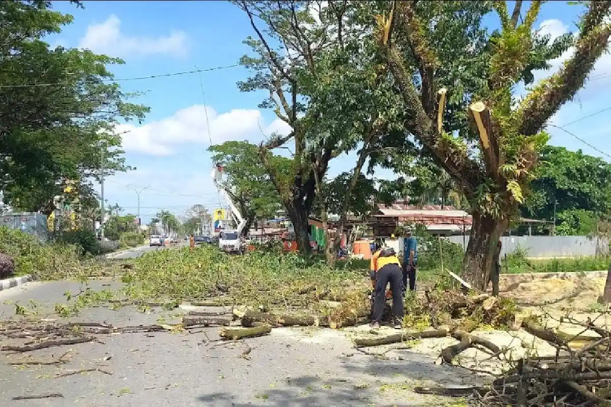 Pemkot Kendari Benahi Wajah Kota, Pangkas Pohon Potensi Bahayakan Pengguna Jalan, Bakal Ditanam Lagi