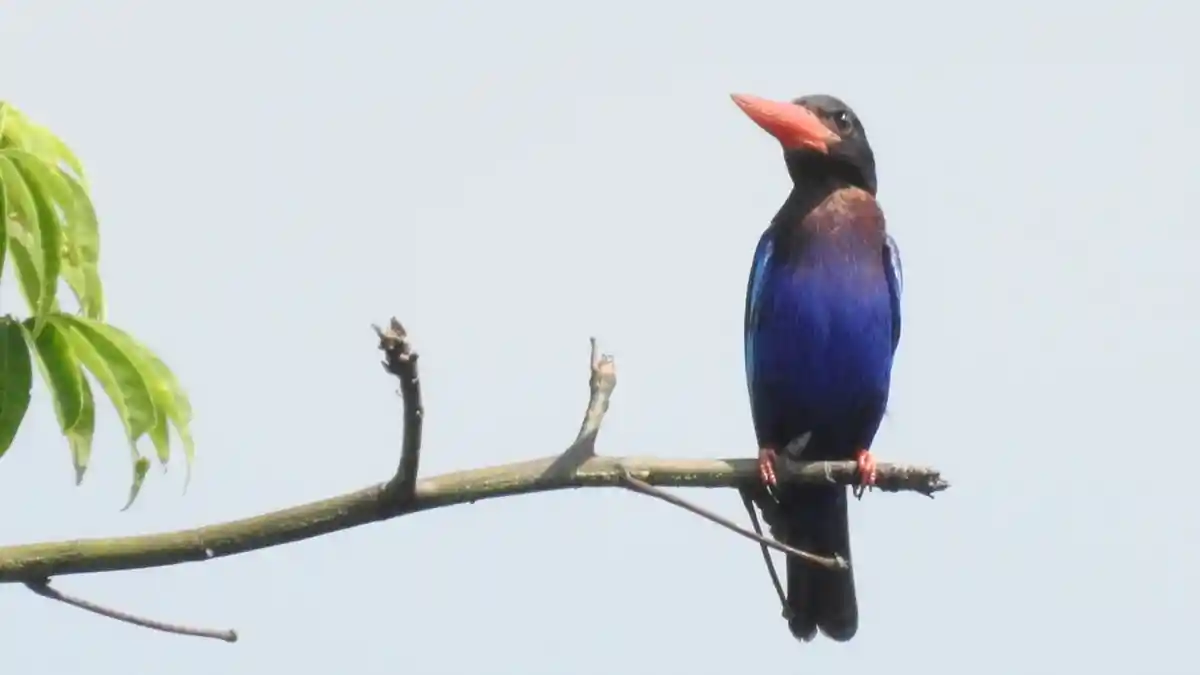 Burung Kacamata dan Bentet Kelabu Punah dari Petungsewu Wildlife Education Center, Malang