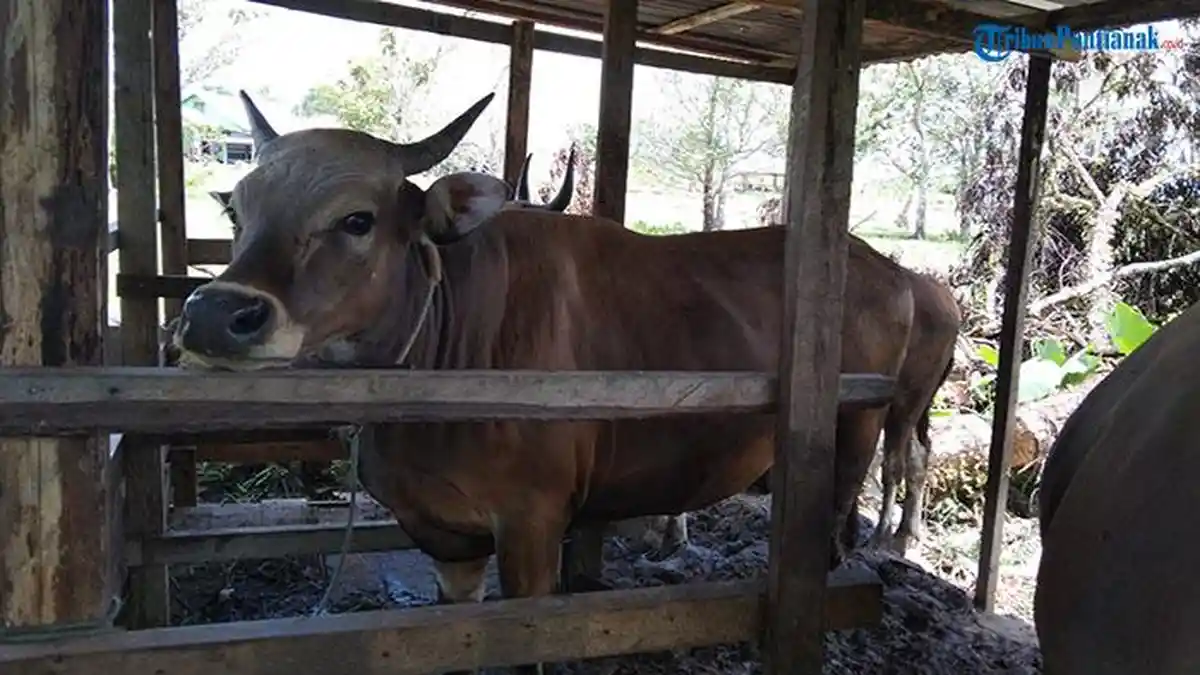 Jelang Idul Adha Masyarakat Minta Pemkab Kapuas Hulu Cek Kesehatan Sapi dan Kambing