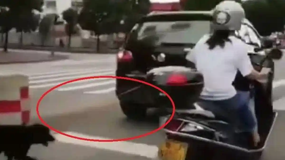 Hanya karena Anjingnya Bau, Pria Ini Tega Menyeret Anjing yang Baru Diadopsinya