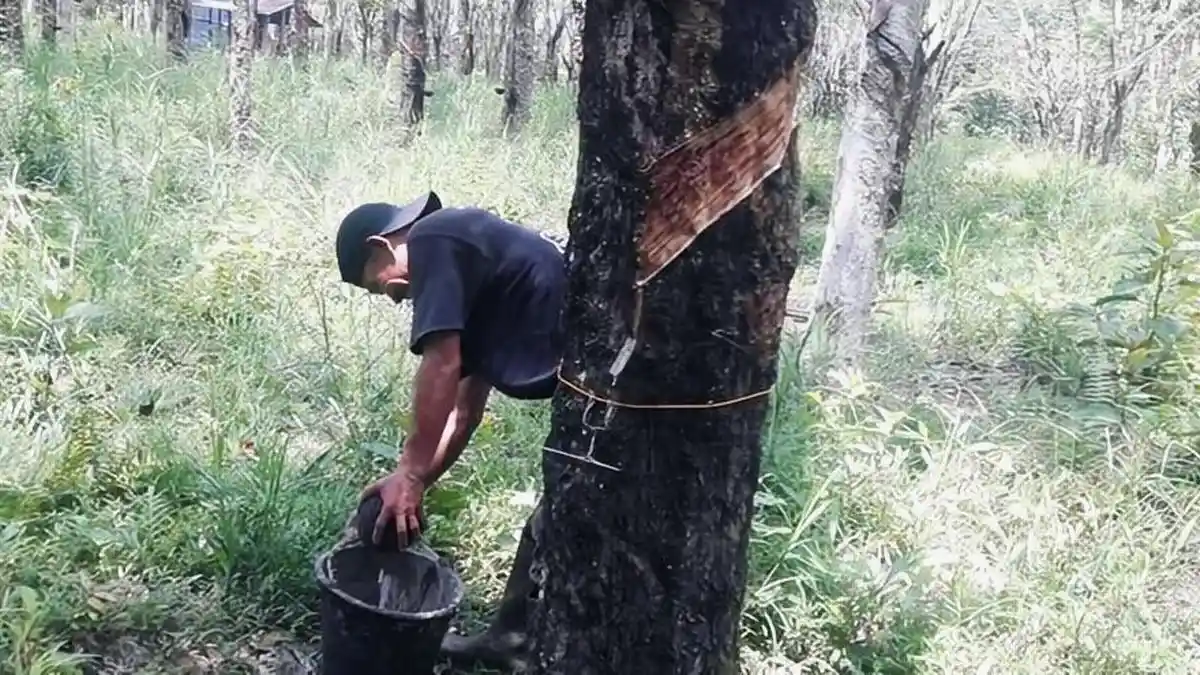 Update Harga Karet di OKI 4 April 2026 Alami Kenaikan Pasca Lebaran, Tembus Rp 15.800/ Kilo
