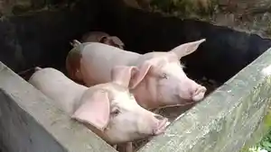ilustrasi-babi11.jpg