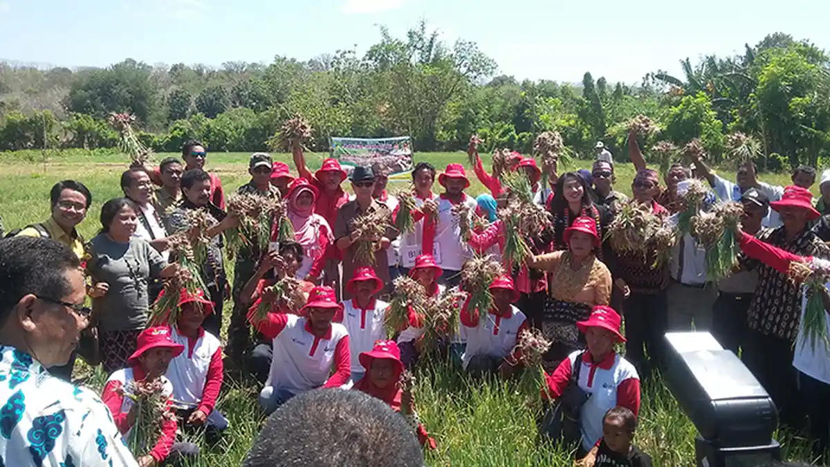Ini Jumlah Total Luas Lahan Bawang Merah di Manggarai Barat, Setara ...