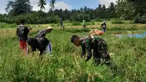 TNI-PANEN-PADI.jpg