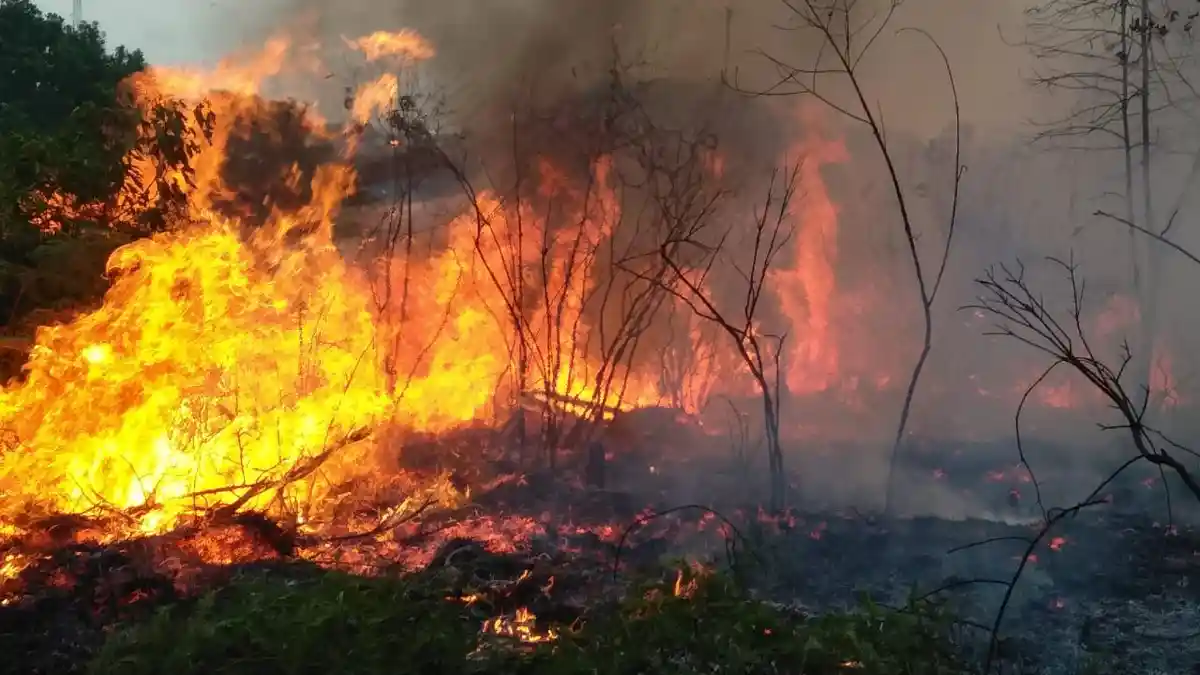 Forest and Land Fires in Bintan, Task Force Team takes 3 Hours to Put Out Fire in Masiran Village