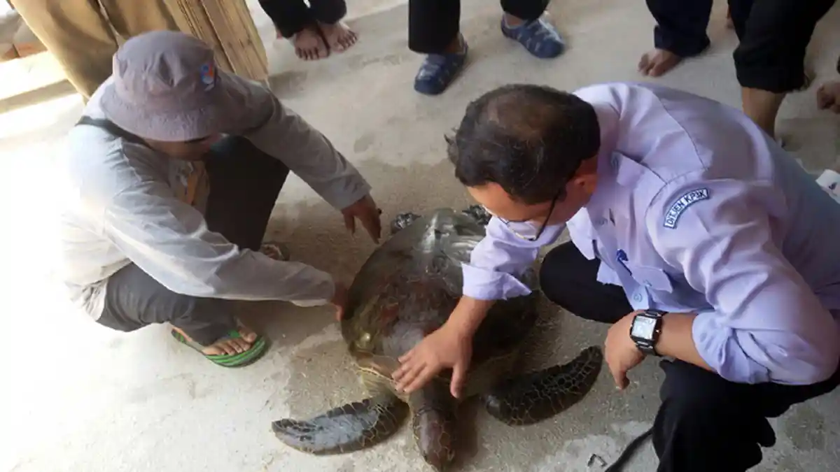 BPSDP Lepas 12 Ekor Penyu di Pulau Liukang Bulukumba