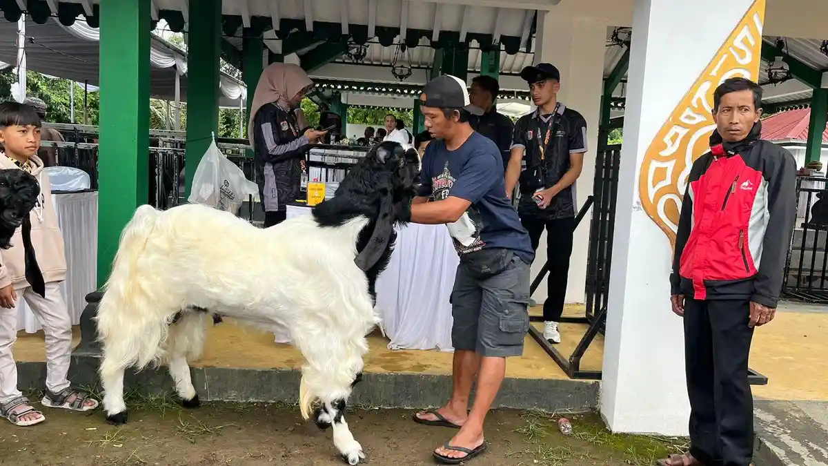 Juara Kontes Kambing Kaligesing Regional Jawa 2024 di Wonosobo, Ditawar Harga Fantastis