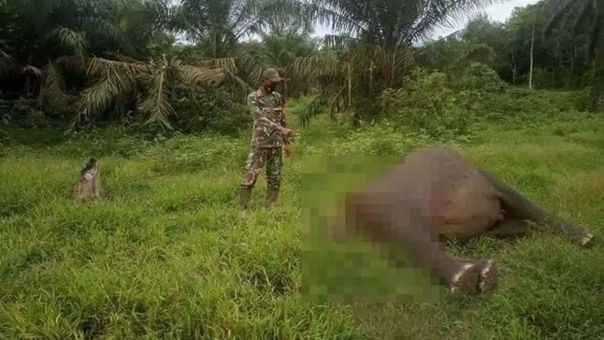 Dua Bungkus Diduga Racun Ditemukan pada Lambung Gajah Mati di Aceh Timur