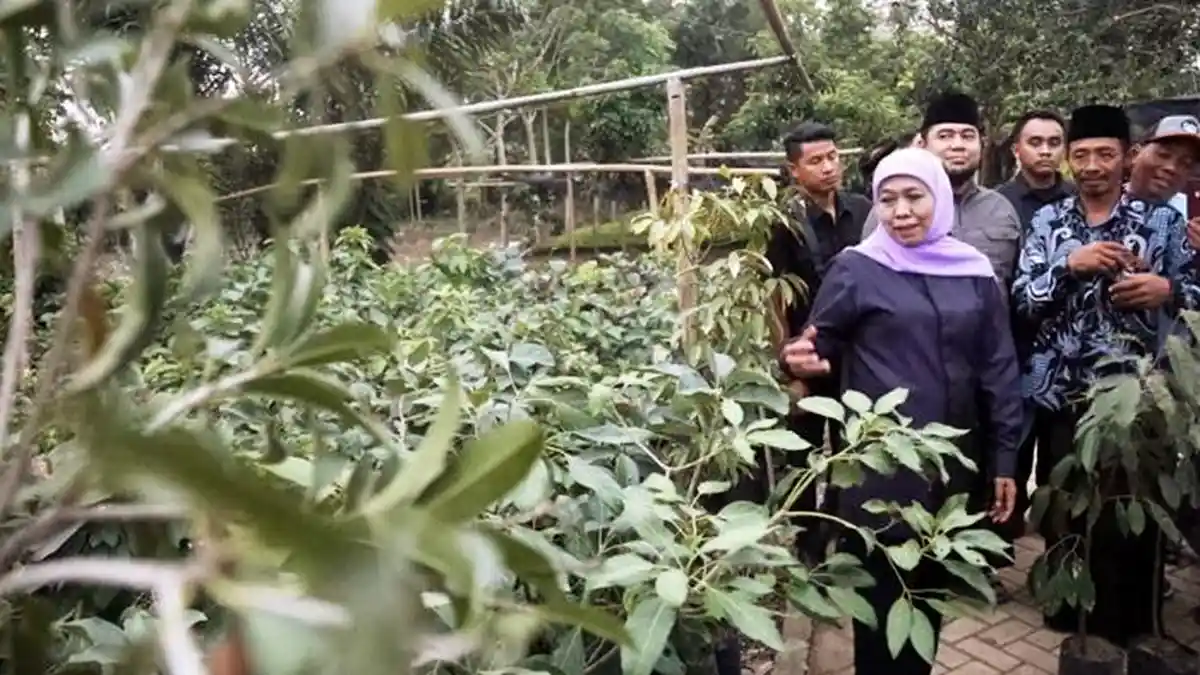 Dukung Petani Milenial, Khofifah Siap Bantu Akses Modal Pembibitan Durian Ripto