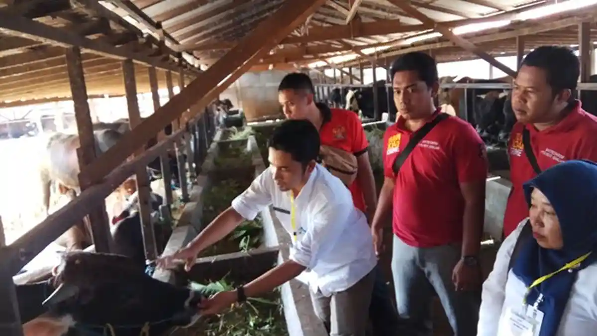 Disnak Temukan Tiga Sapi Kurban Terinfeksi Cacing Hati, Ada Juga di Masjid Al Karomah