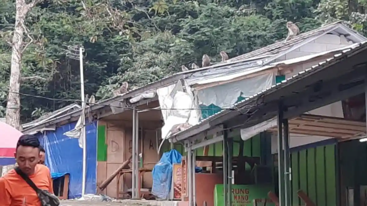 Saat Monyet Gunung Galunggung 'Berpesta' di Warung yang Ditinggal Pemilik, Pedagang pun Rugi 2 Kali