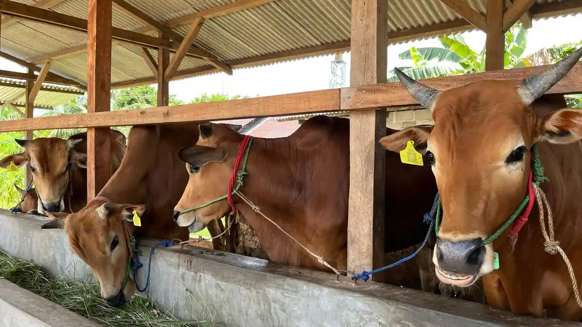 Stok Kambing dan Sapi Kurban di Belitung Timur Jelang Idul Adha 2025, Ternak Rutin Dicek