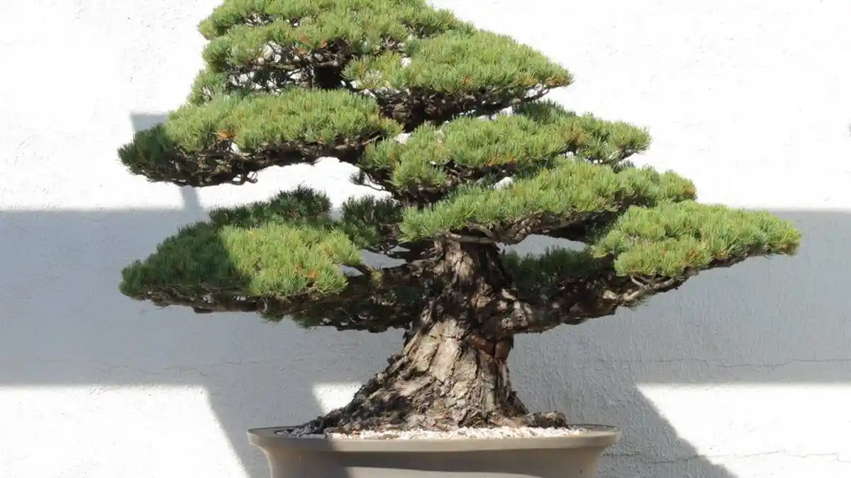8 Tanaman Hias Termahal di Dunia, Bonsai Tua Ini Dibanderol Rp 18,3 Miliar