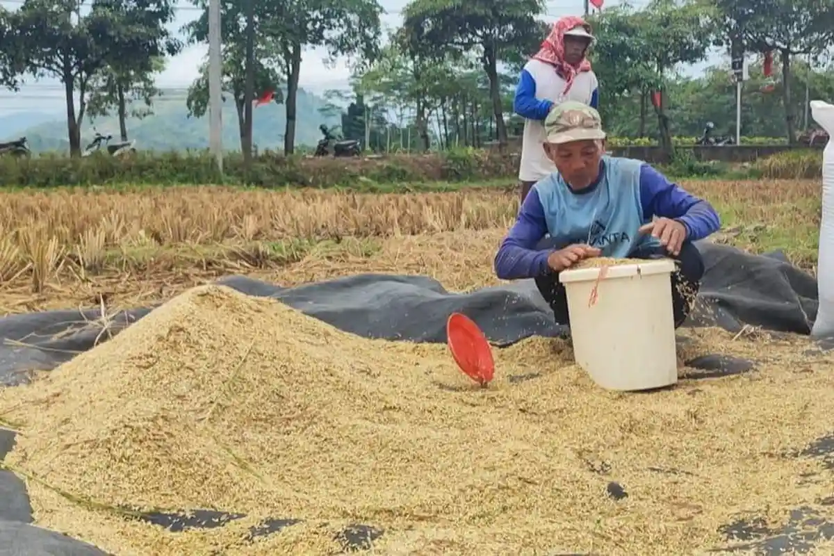 Harga Gabah di Trenggalek Melonjak saat Musim Panen buat Petani Semringah