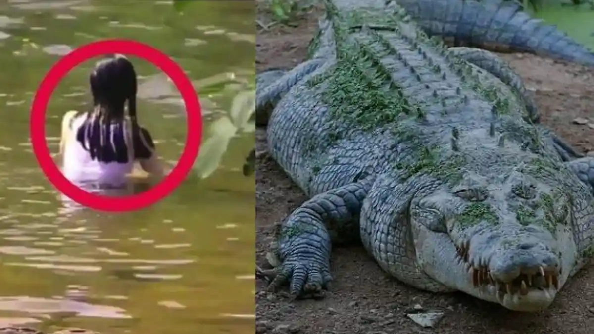 Miris! Anak Saksikan Ibunya Tewas Diseret Buaya Saat Mandi, Dibawa Berputar-putar Kolam