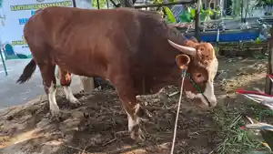 20260527_prabowo-sapi.jpg