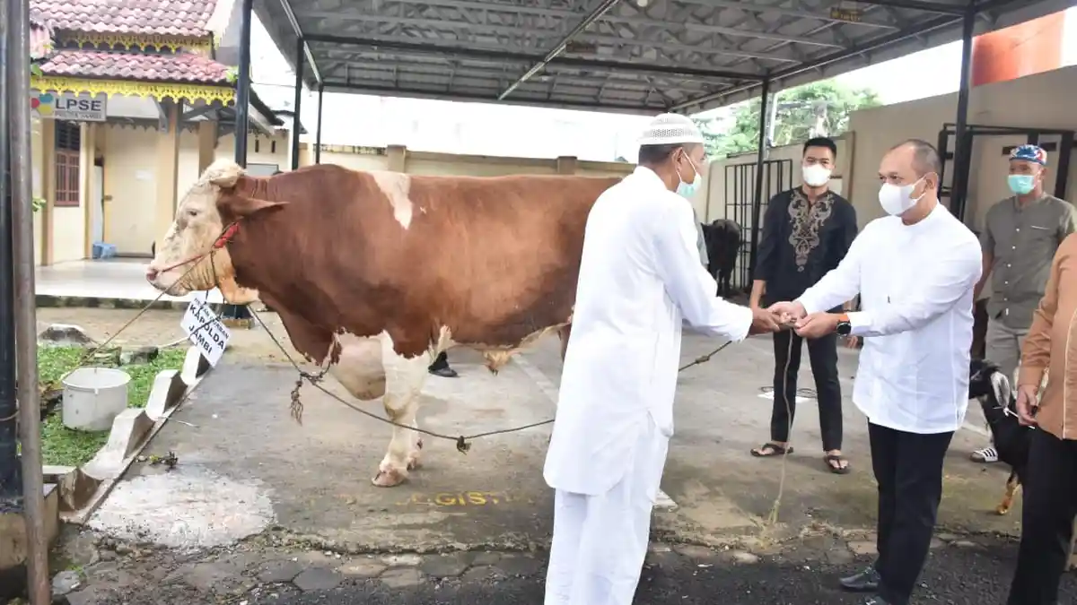 Kapolda Jambi Serahkan 16 Ekor Sapi dan 6 Kambing untuk Hewan Kurban Hari Raya Idul Adha 1442 H