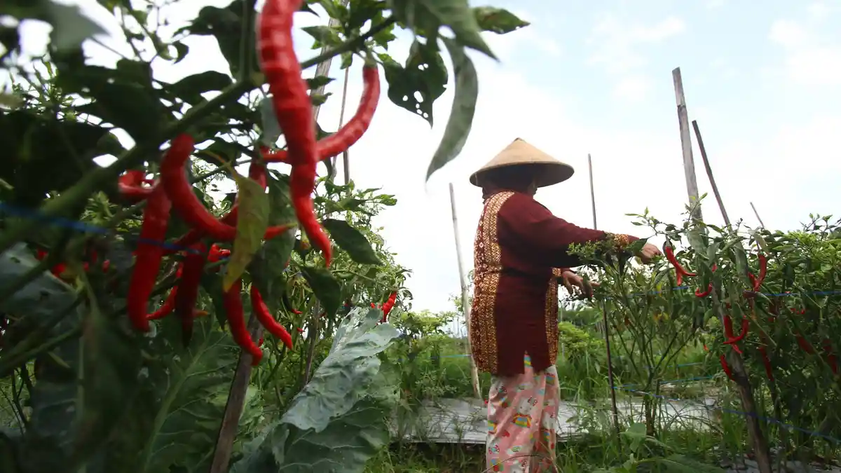 Harga Cabai Melambung, Tapi Petani Cabai di Sumenep Malah Mengeluh, Kenapa?