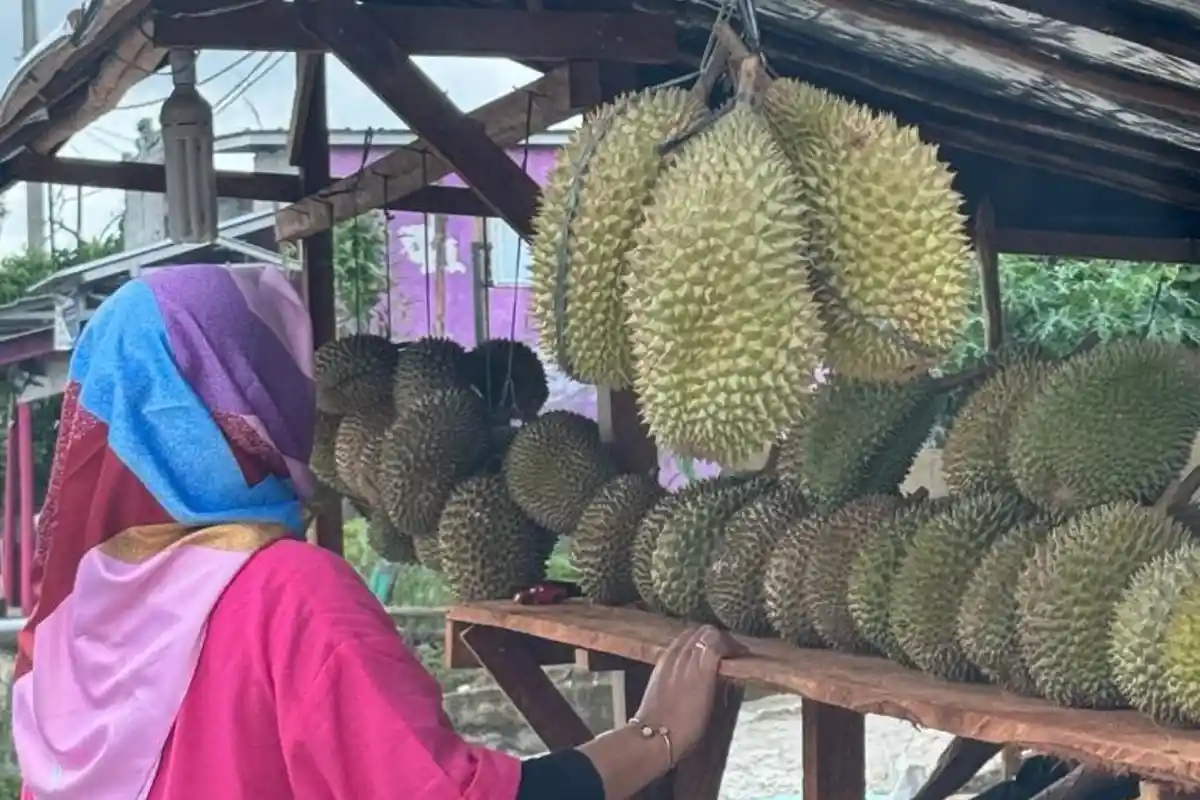 Musim Durian, Sampah dari Kulit Durian Sumbang Sampah 8 Ton Perhari di Bangka