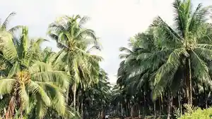 kebun-kelapa-di-inhil.jpg
