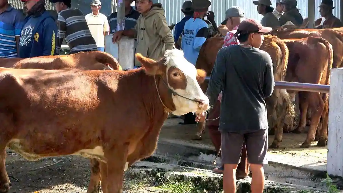 DPKH Lamongan Waspadai PMK dan Penyakit Lato-Lato Jelang Idul Adha