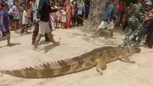 Buaya-yang-menerkam-dan-nyaris-menewaskan-ibu-dan-anak-di-Labuhanbatu.jpg