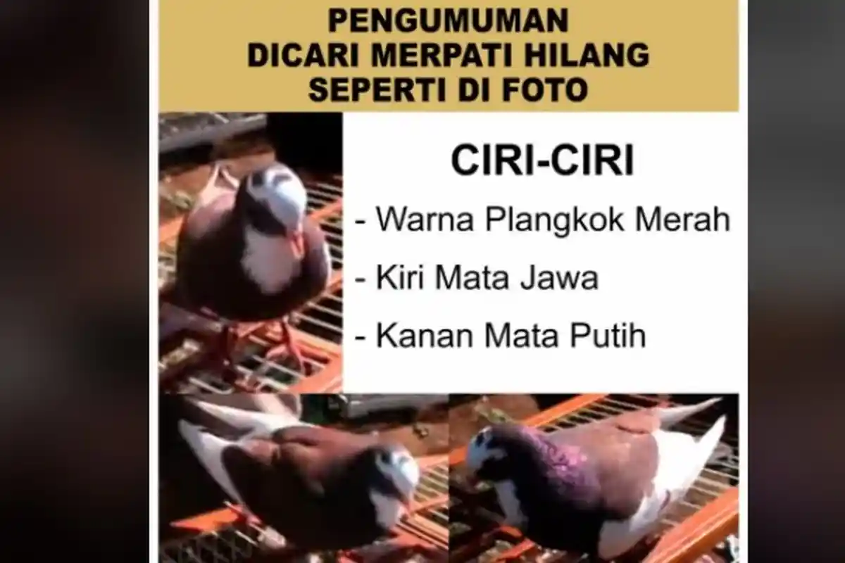 Viral Sayembara Berhadiah Rp 10 Juta Bagi Penemu Burung Merpati yang Hilang di Semarang, Ini Cirinya