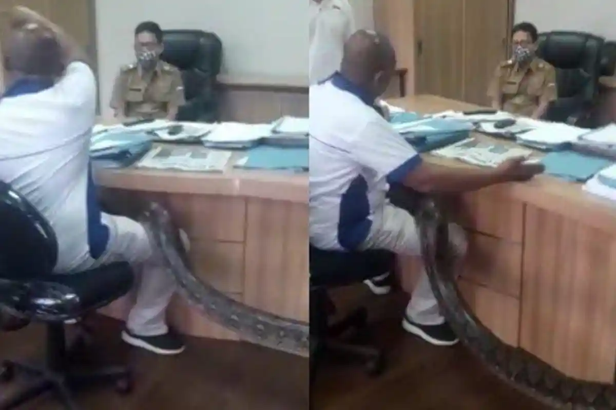 Pria yang Bawa Ular ke Ruang Kadis PUPR Jadi Tersangka