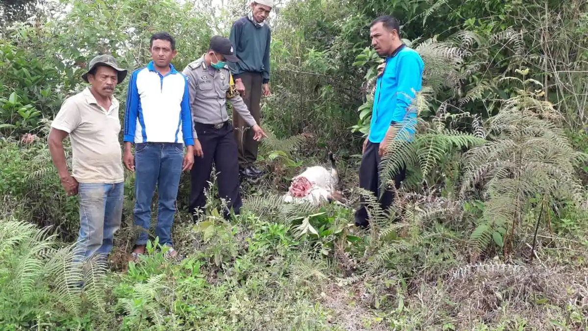 Kambing Warga Ditemukan Mati dengan Luka di Leher, BKSDA Pasang 3 Kamera Trap Pantau Satwa Liar