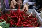 Harga Cabe Tembus Rp 150 Ribu Perkilo