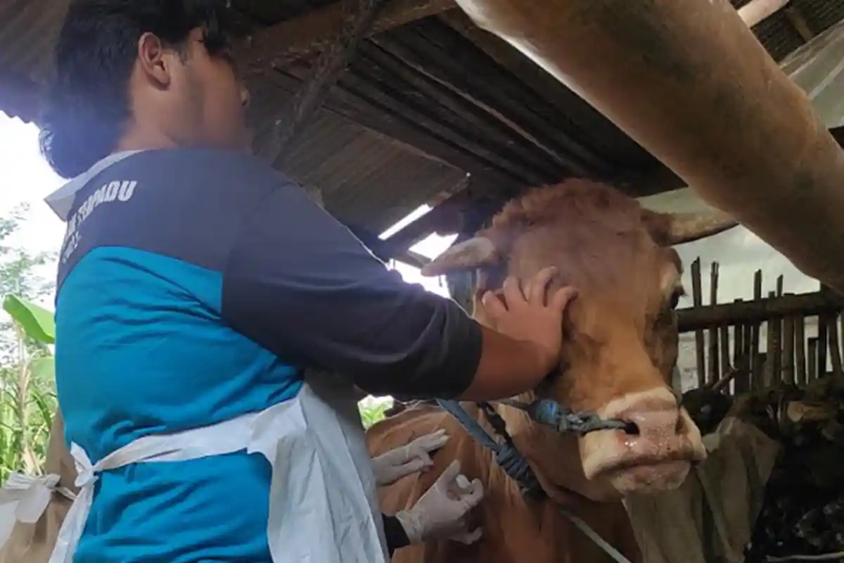 Peternak di Kota Blitar Berharap Sapinya Kebal dari Wabah Penyakit Setelah Disuntik Vaksin PMK