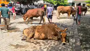 Kondisi-pasar-hewan-sapi-sepi.jpg