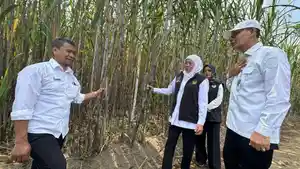Gubernur-Jatim-Khofifah-Indar-Parawansa-saat-bongkar-ratoon-di-Kediri-Sabtu-2352026.jpg