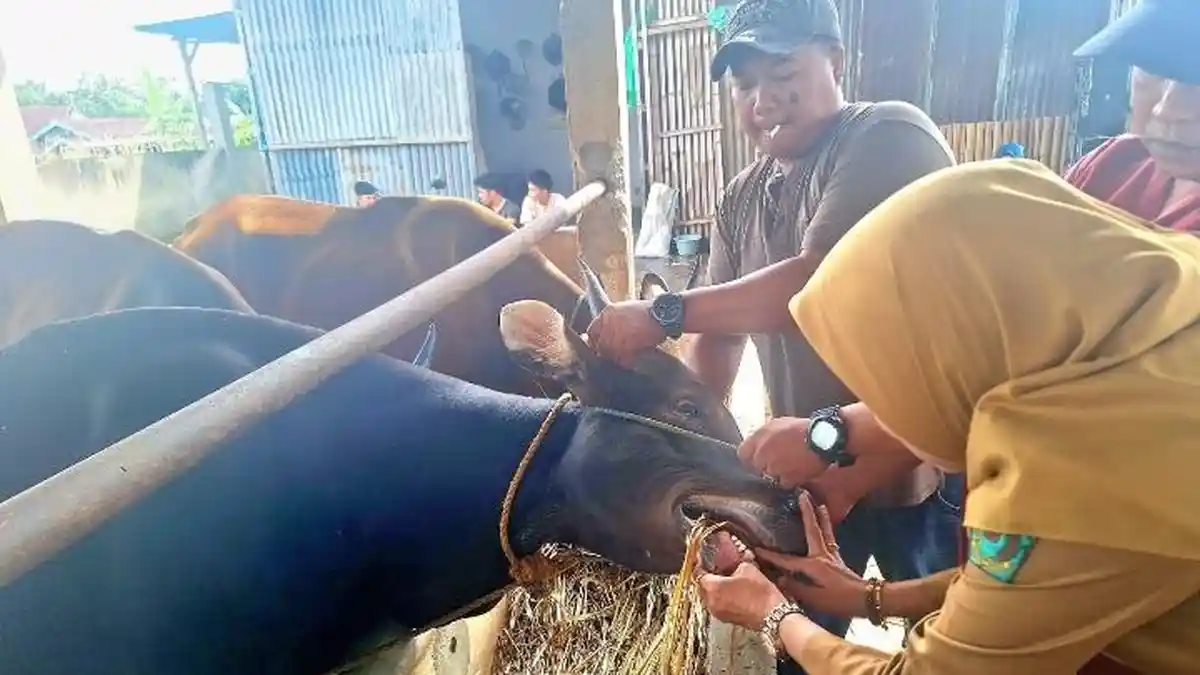 Belum Ada Kasus PMK di Rejang Lebong Bengkulu, Vaksin Siap-siap Berbayar