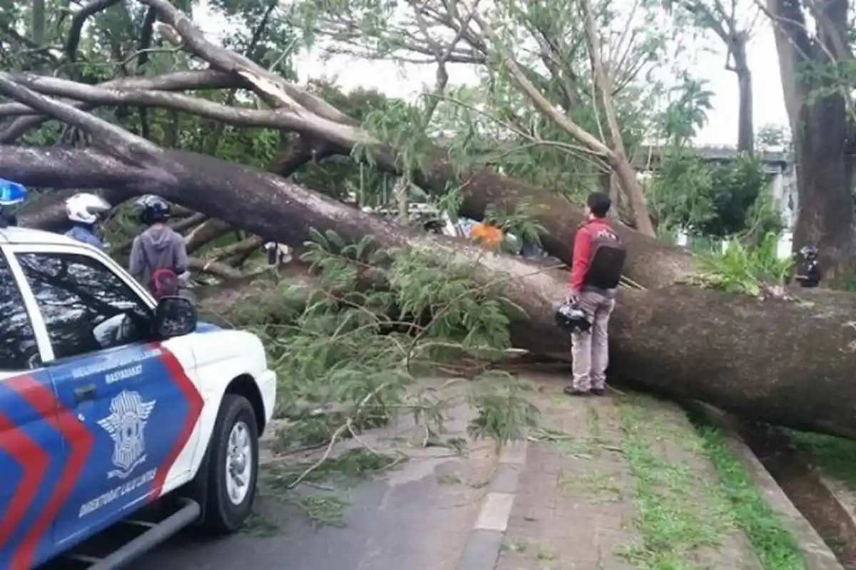 Pohon Tumbang Menimpa Mobil di Ciputat Timur Tangerang Selatan, 2 Penumpang Menjadi Korban