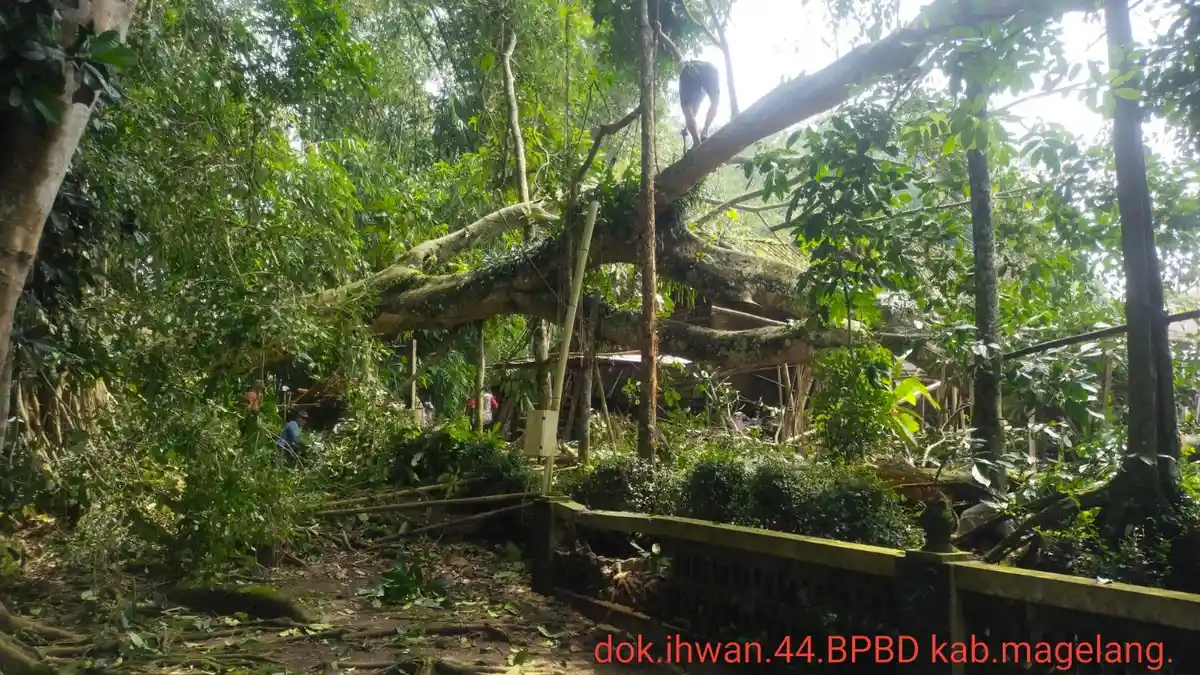 Pohon Beringin Tua di Magelang Tumbang, Timpa Rumah Warga