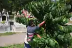 Panen Kopi di Area Makam TPU Nasrani Kota Malang