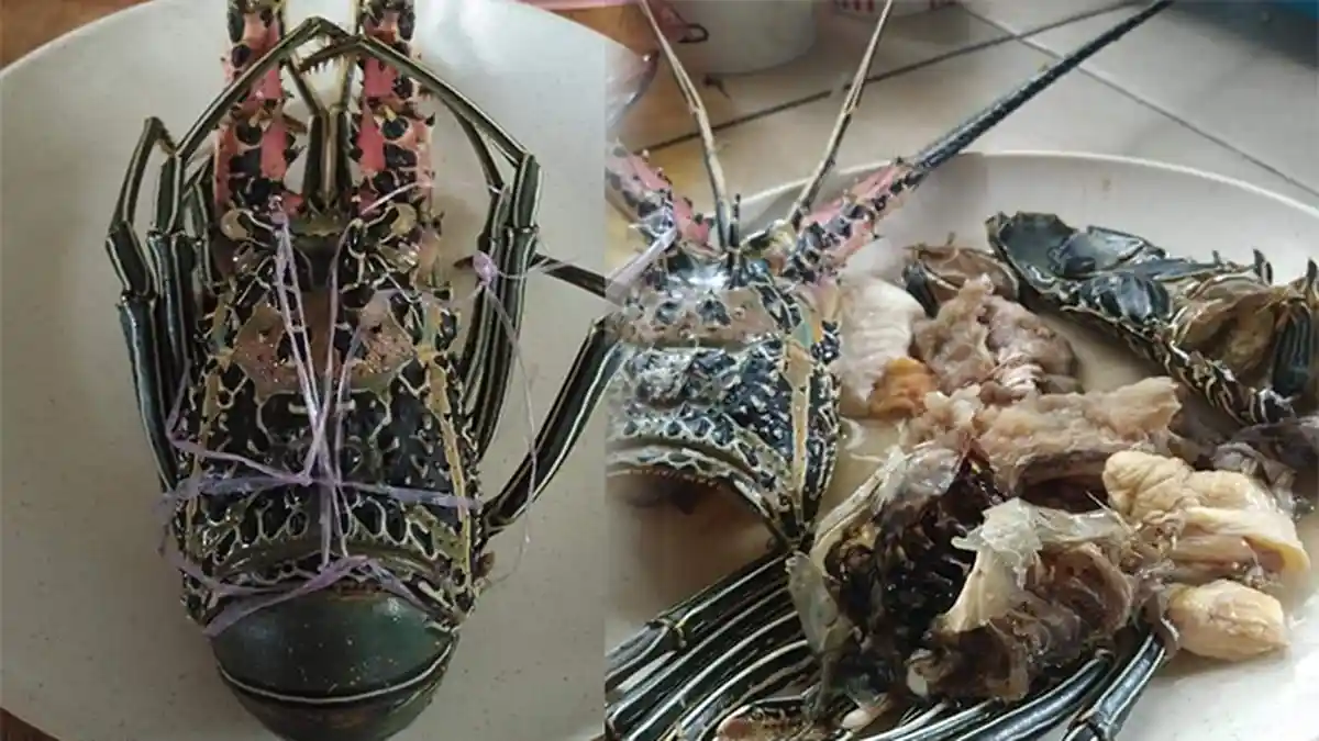 Beli Lobster, Wanita Ini Ditipu; Justru Temukan Isinya Daging Ayam dan Ikan Saat Dibersihkan