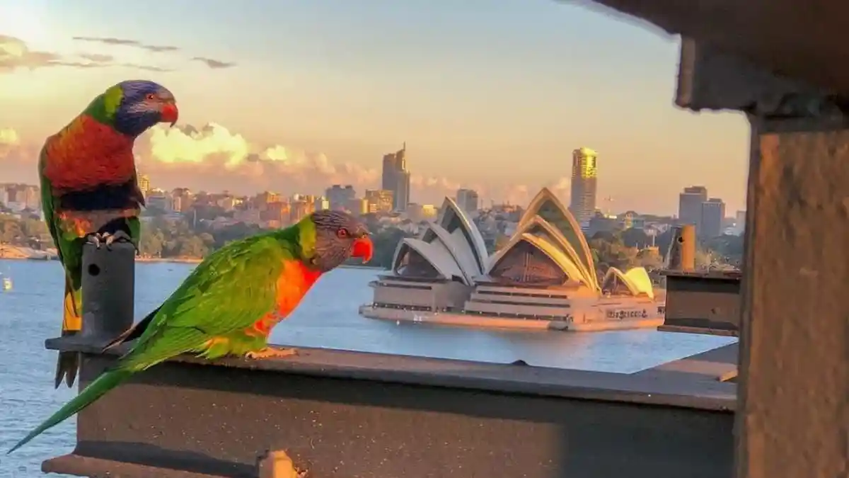 7 Oleh-oleh Terpopuler di Australia, Jual Senjata Khas Dari Suku Aborigin