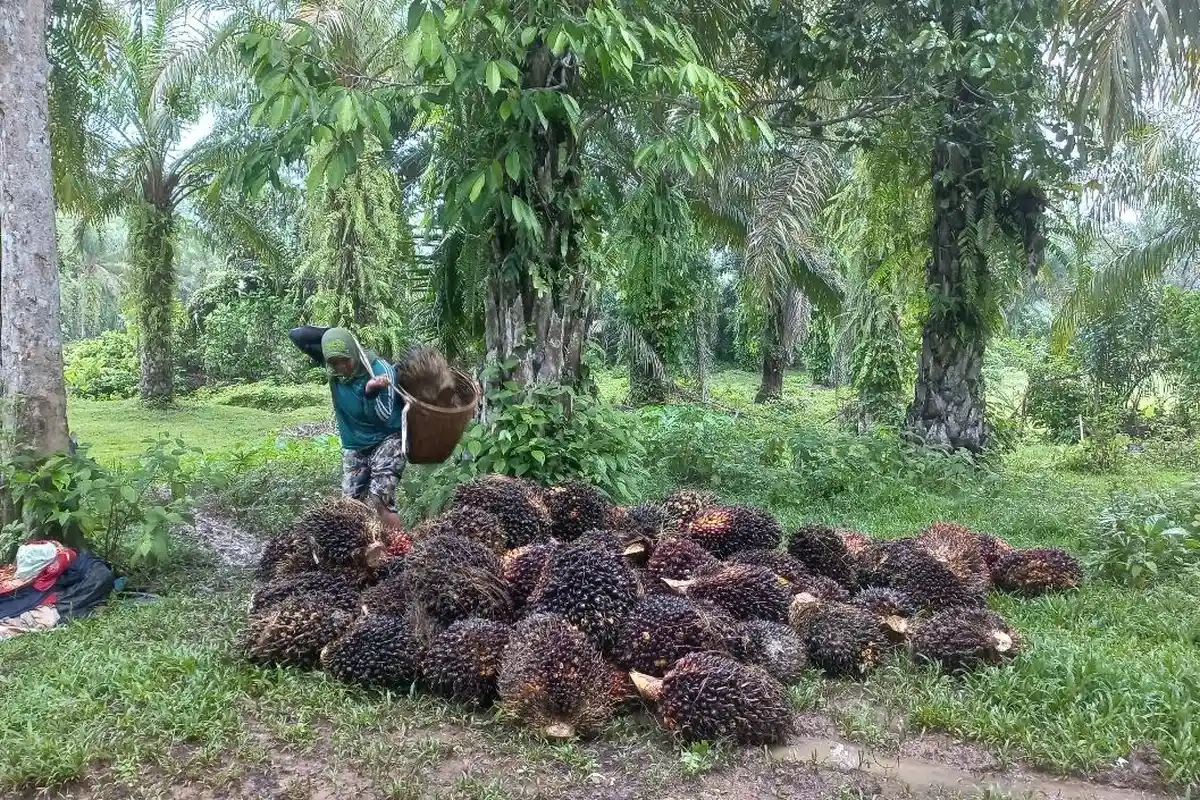 Harga TBS Sawit di Bengkulu Selatan dan Kaur Kembali Stagnan, Tertinggi Rp 2.380 per Kilogram