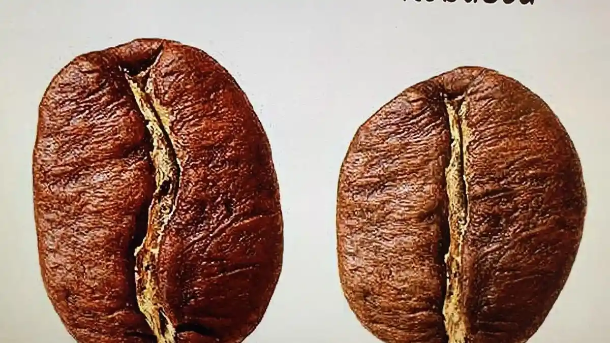 Mengapa Kopi Arabika Lebih Mahal daripada Robusta? Ini Penyebabnya - Tribunjogja.com