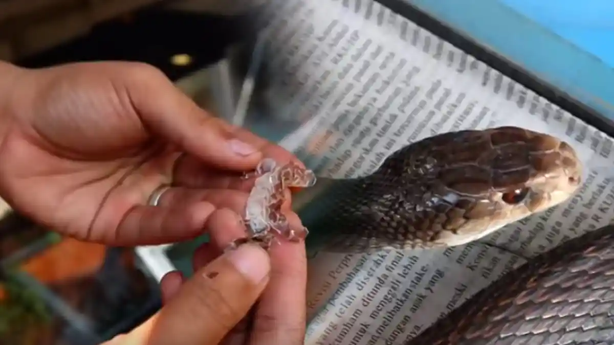 Ini Ular Taipan, Ular Berbisa No 1 di Dunia, Panji Petualang Sempat Pegang Ularnya